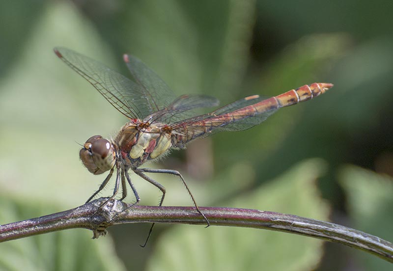Odonato siciliano: Sympetrum striolatum maschio